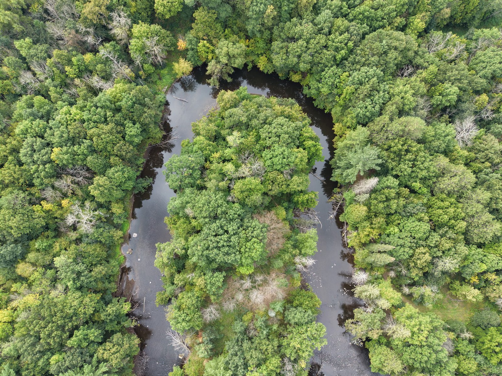 A winding river surrounded by dense green forest
